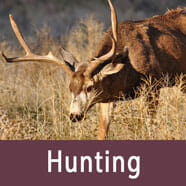 hunting in bryce canyon