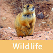 Wildlife in Bryce Canyon