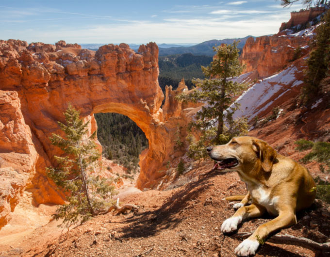 What to expect with pets in Bryce Canyon National Park